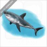 Salmon Shark stock image
