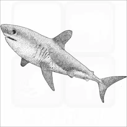 Salmon Shark