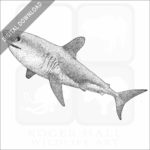 Salmon Shark