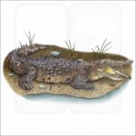 Saltwater Crocodile illustration