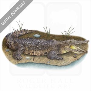 Saltwater Crocodile stock art