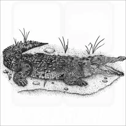 Saltwater Crocodile