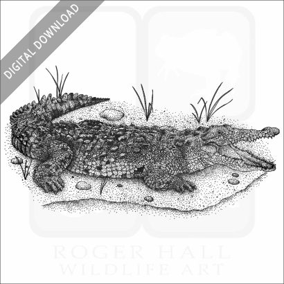 Saltwater Crocodile