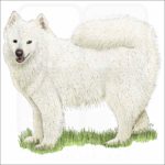Samoyed illustration