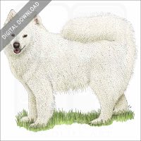 Samoyed stock image