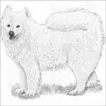 Samoyed