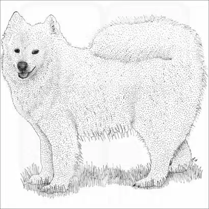 Samoyed