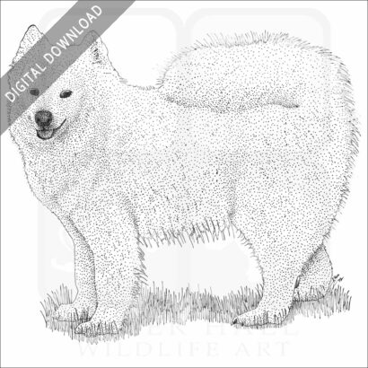Samoyed