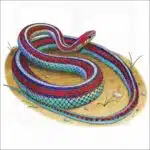 San Francisco Garter Snake illustration