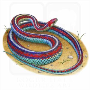 San Francisco Garter Snake illustration