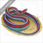 San Francisco Garter Snake stock image