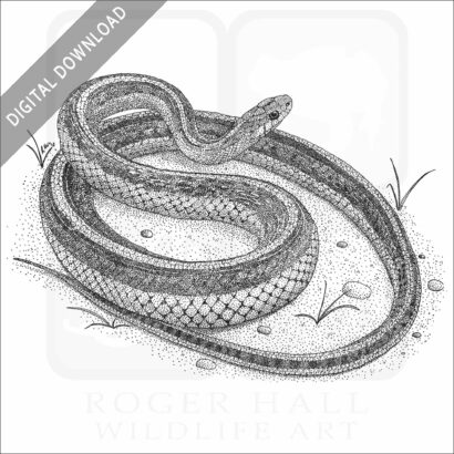 San Francisco Garter Snake