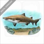 Sand Tiger Shark stock image