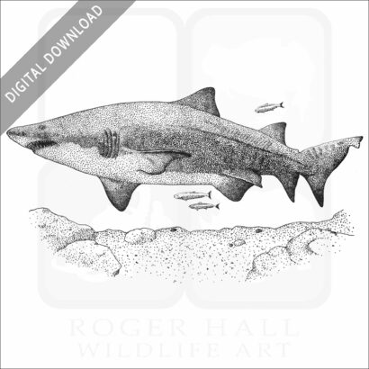 Sand Tiger Shark