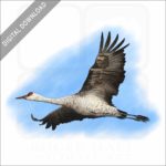 Sandhill Crane stock image