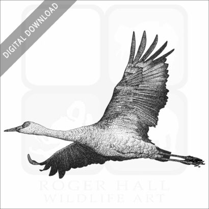 Sandhill Crane
