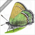 Sandia Hairstreak Butterfly stock image