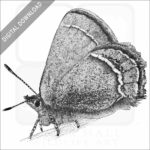 Sandia Hairstreak Butterfly