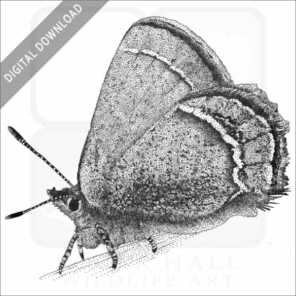 Sandia Hairstreak Butterfly