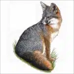 Santa Cruz Island Fox illustration