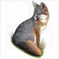 Santa Cruz Island Fox illustration