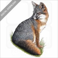 Santa Cruz Island Fox stock image