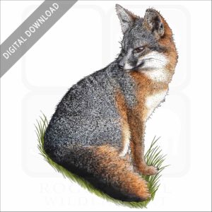 Santa Cruz Island Fox stock image