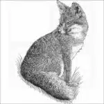 Santa Cruz Island Fox