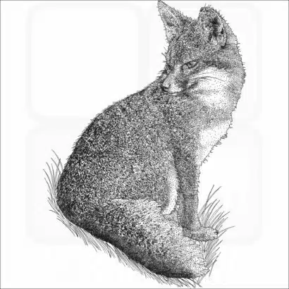 Santa Cruz Island Fox