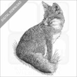 Santa Cruz Island Fox