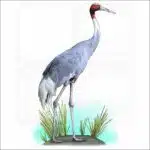 Sarus Crane illustration