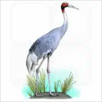 Sarus Crane illustration