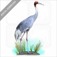 Sarus Crane stock image