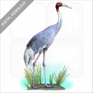Sarus Crane stock image