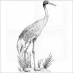 Sarus Crane