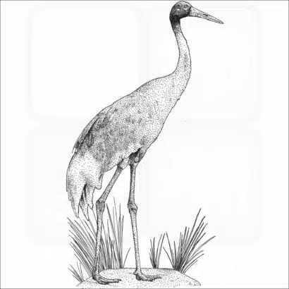 Sarus Crane