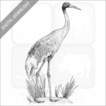 Sarus Crane