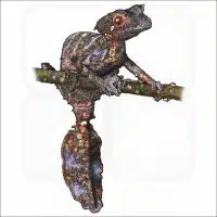 Satanic Leaf-tailed Gecko illustration