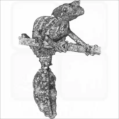 Satanic Leaf-tailed Gecko