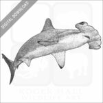 Scalloped Hammerhead Shark