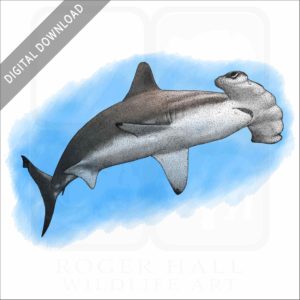 Scalloped Hammerhead Shark stock image