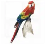 Scarlet Macaw illustration
