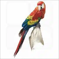 Scarlet Macaw illustration