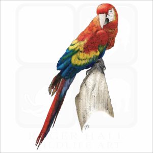 Scarlet Macaw illustration