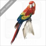 Scarlet Macaw stock image