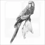 Scarlet Macaw