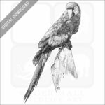 Scarlet Macaw