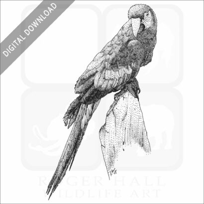 Scarlet Macaw