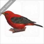 Scarlet Tanager stock image
