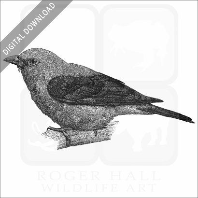 Scarlet Tanager
